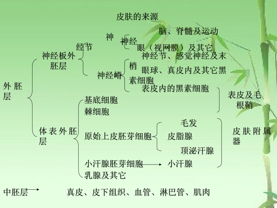 第二章美容皮肤科学基础理论.ppt_第2页