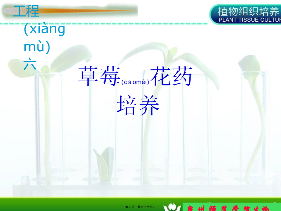 花药培养-(1).ppt_第2页