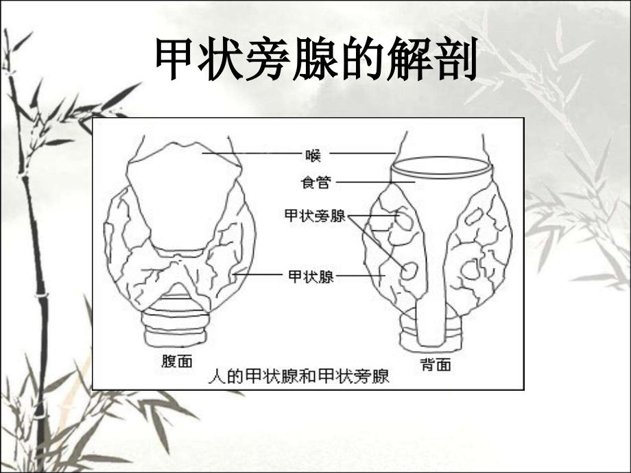 甲状旁腺功能减退.ppt_第2页