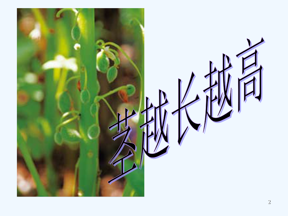 第5课、茎越长越高.ppt_第2页