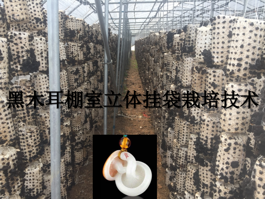 黑木耳棚室立体挂袋栽培技术.ppt_第1页