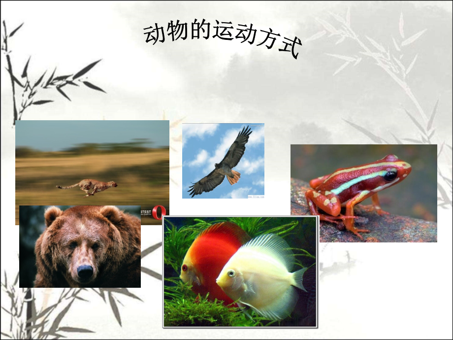 科学《动物的运动》课件课件.ppt_第1页