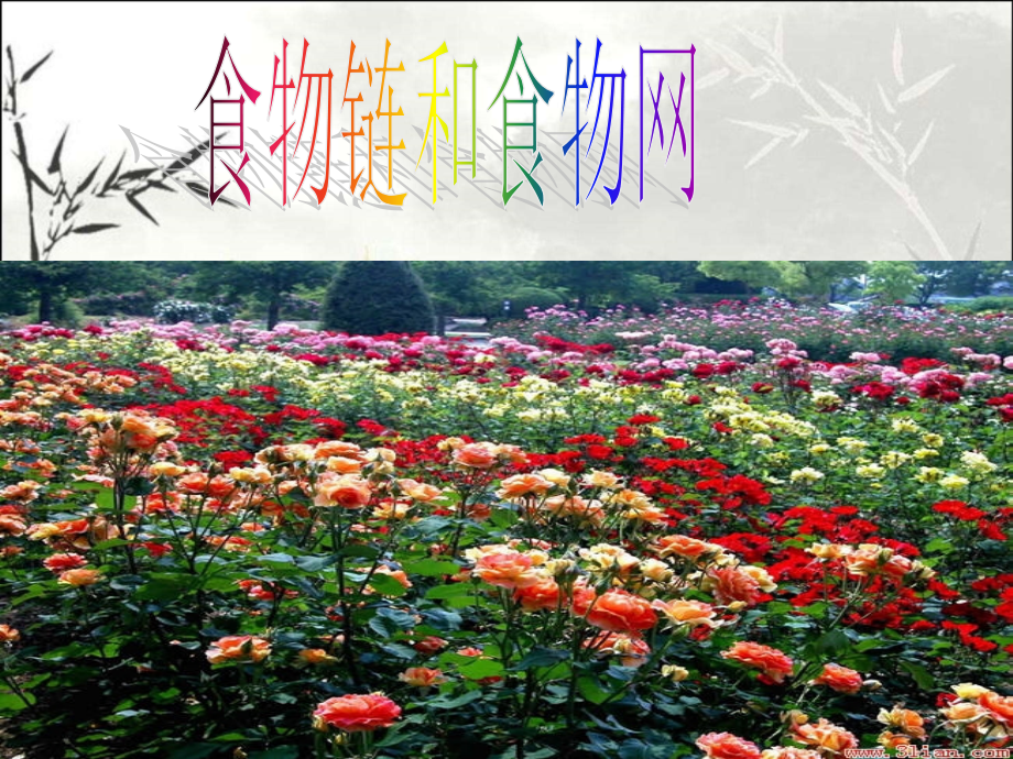 小学五年级科学食物链和食物网课件.ppt_第1页