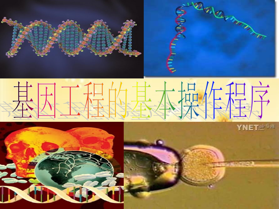 基因工程高中生物.ppt_第1页