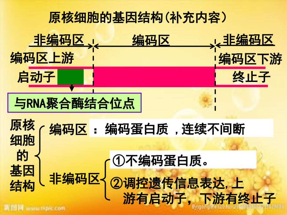 基因工程高中生物.ppt_第2页