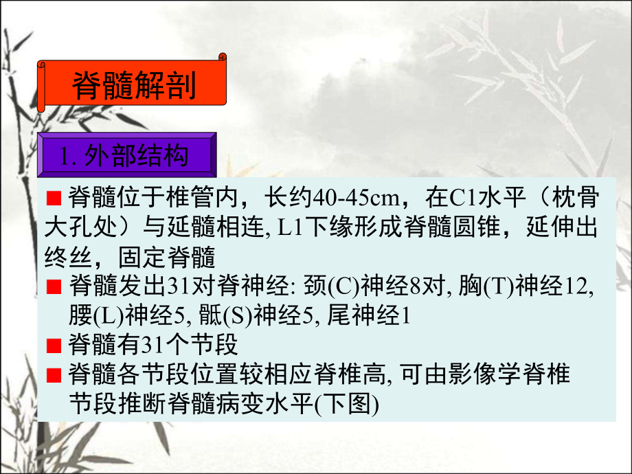 脊髓解剖课件.ppt_第2页