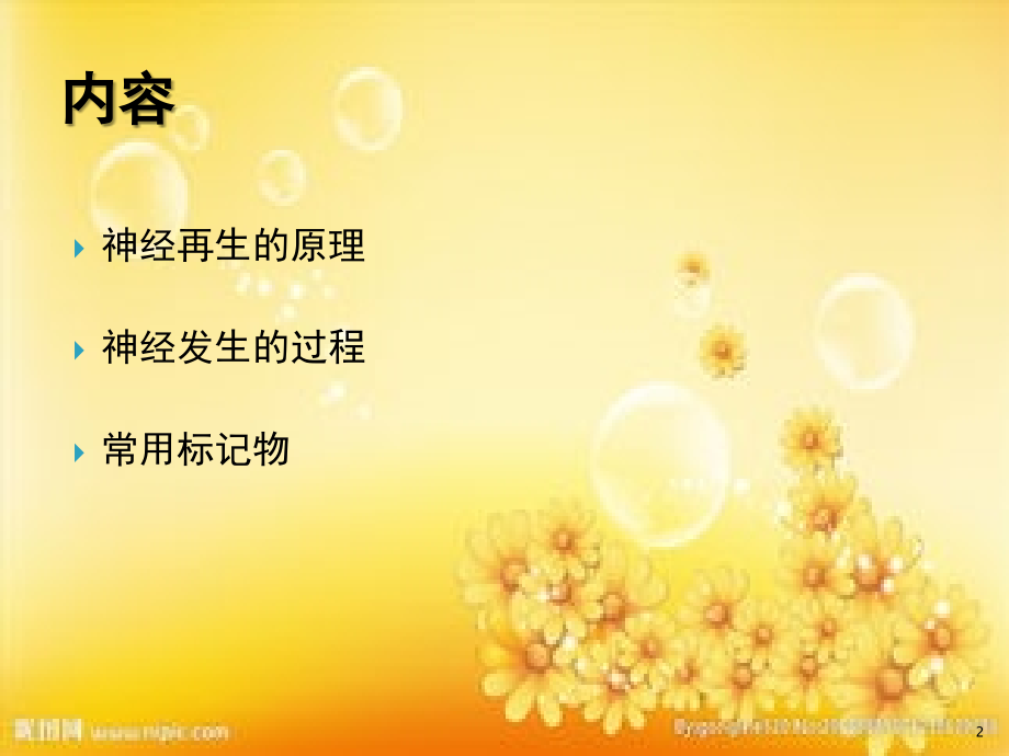 神经发生的原理、过程及相关标记物.ppt_第2页