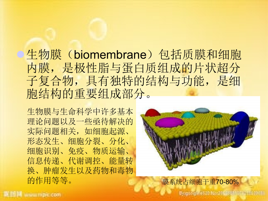 生物膜的结构与功能.ppt_第2页