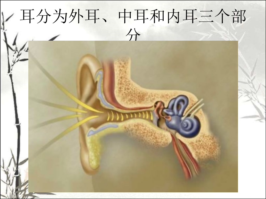 耳解剖及生理课件.ppt_第2页