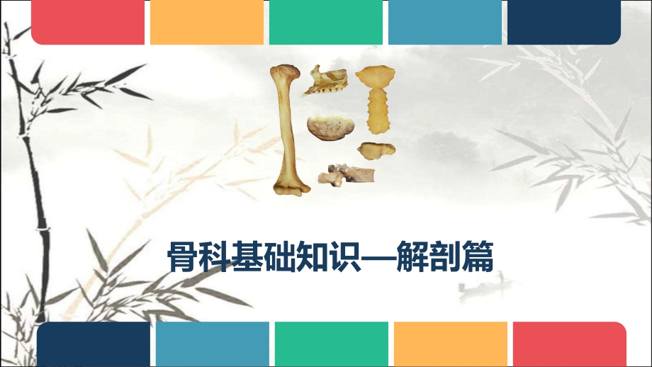 骨科解剖基础知识.pptx_第1页