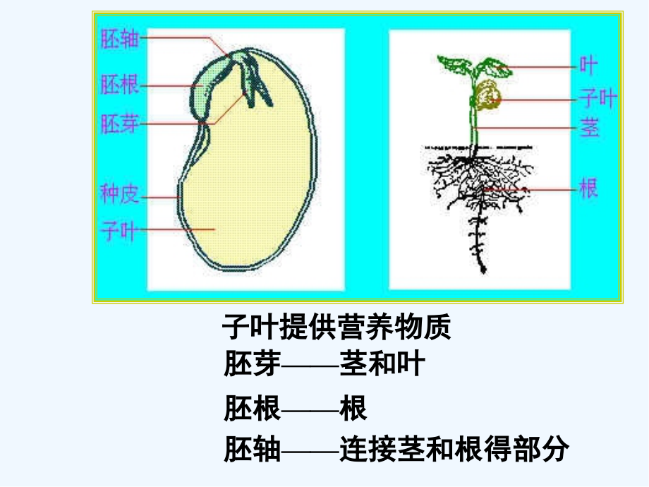 粮油食品原料的籽粒结构与化学组成.pptx_第2页