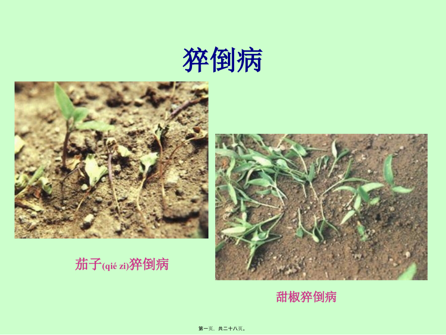蔬菜主要病虫害分析.ppt_第1页