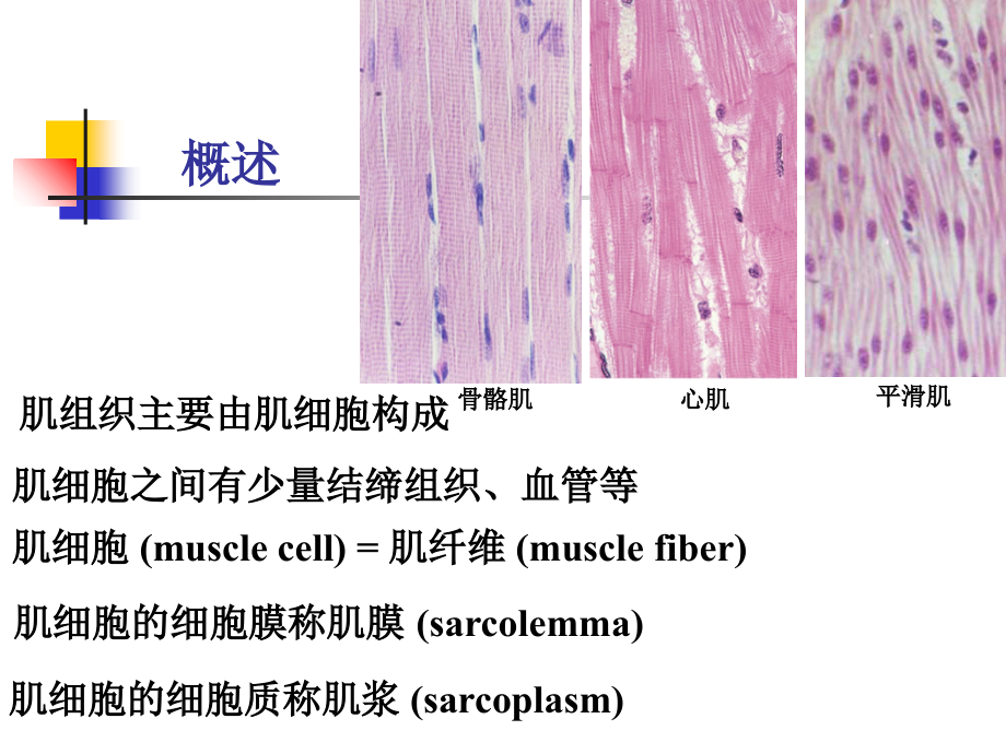 组织胚胎学第7章肌组织课件.ppt_第2页