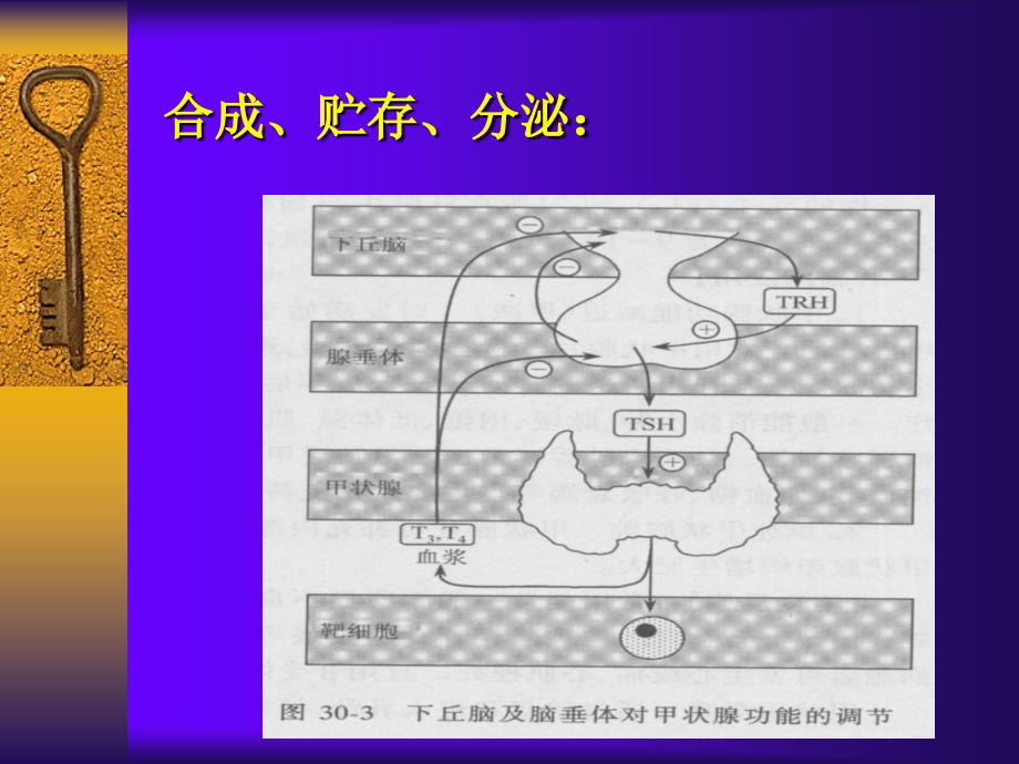 药理学甲状腺激素和抗甲状腺药.ppt_第2页