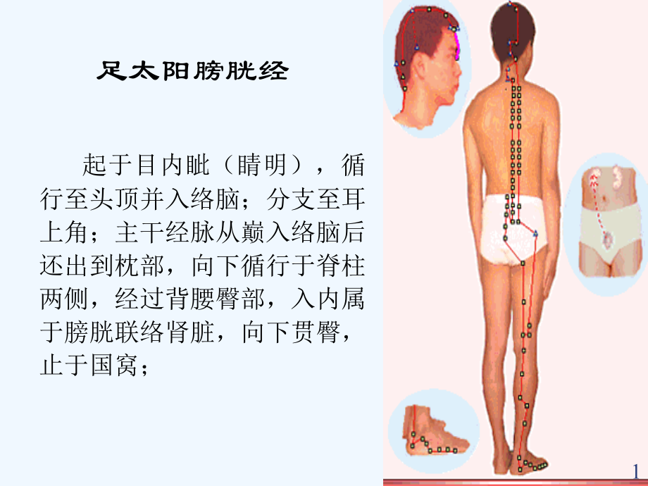 膀胱经腧穴.ppt_第1页