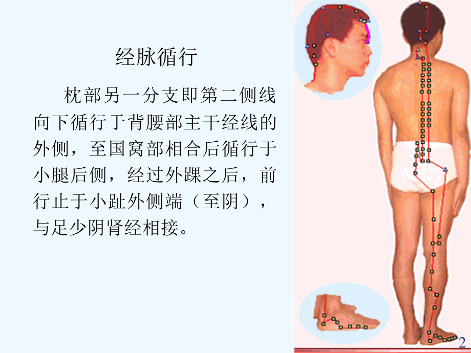 膀胱经腧穴.ppt_第2页