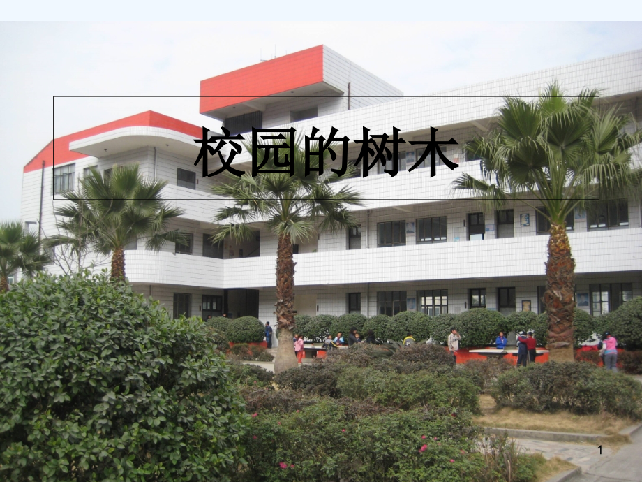校园里的树木.ppt_第1页