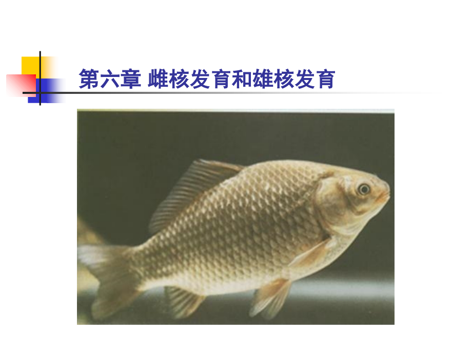 第六章-雌核发育和雄核发育课件.ppt_第1页