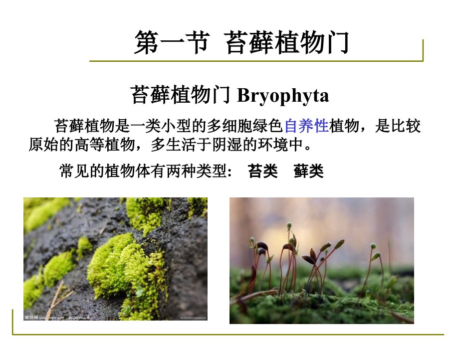 药用植物学与生药学-16苔藓、蕨类.ppt_第2页