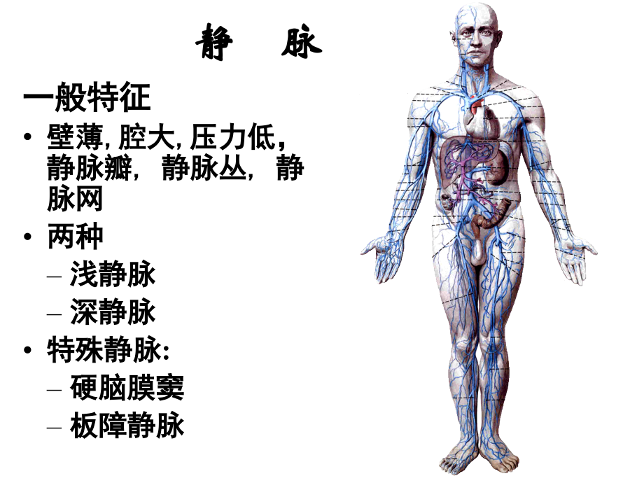 系统解剖学-静脉1课件.ppt_第2页