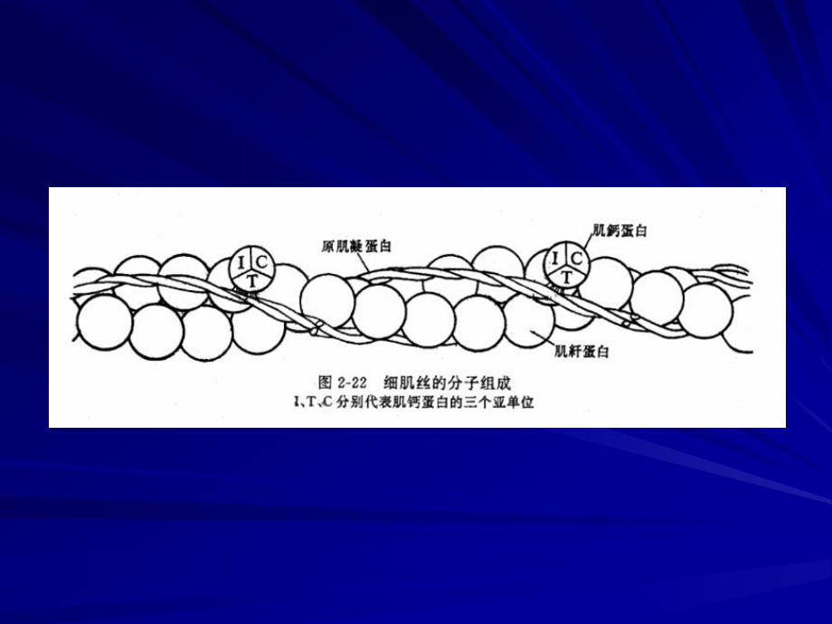 肌丝滑行学说.ppt_第1页