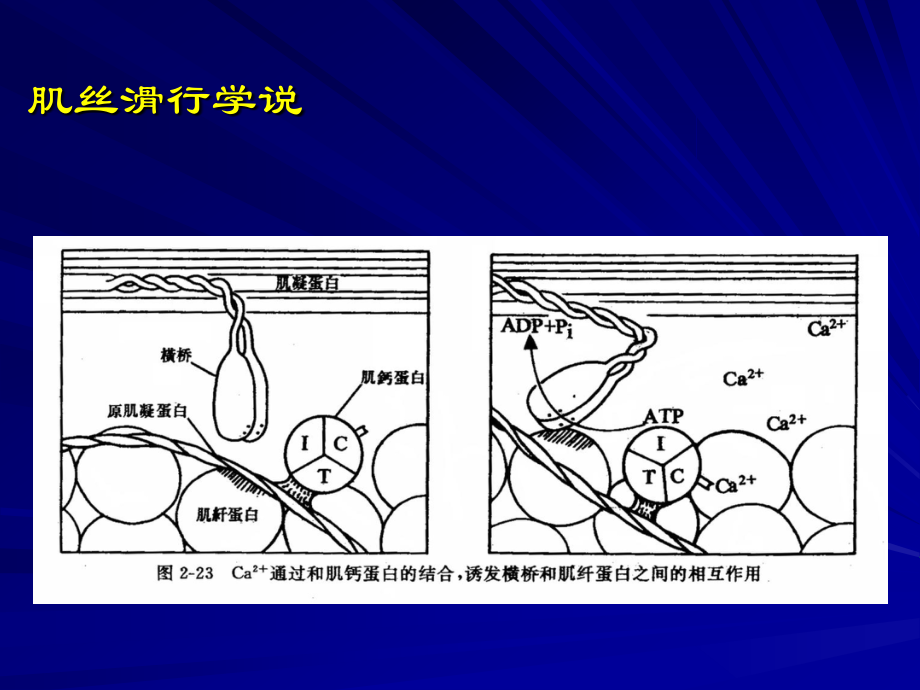 肌丝滑行学说.ppt_第2页