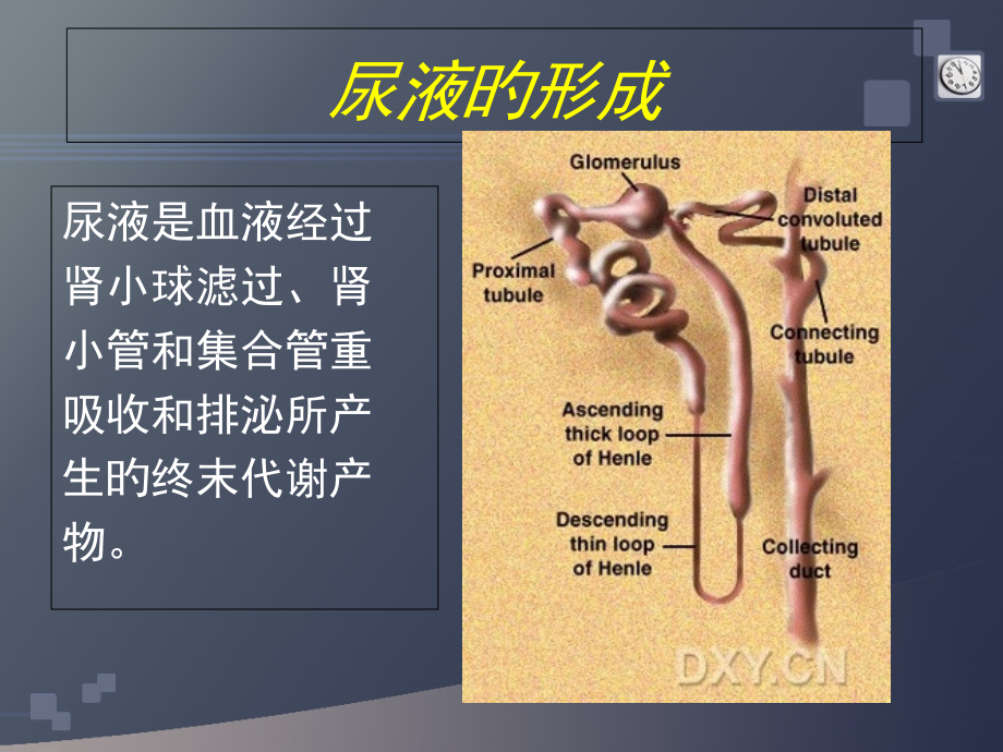 蛋白尿的鉴别诊疗.ppt_第2页