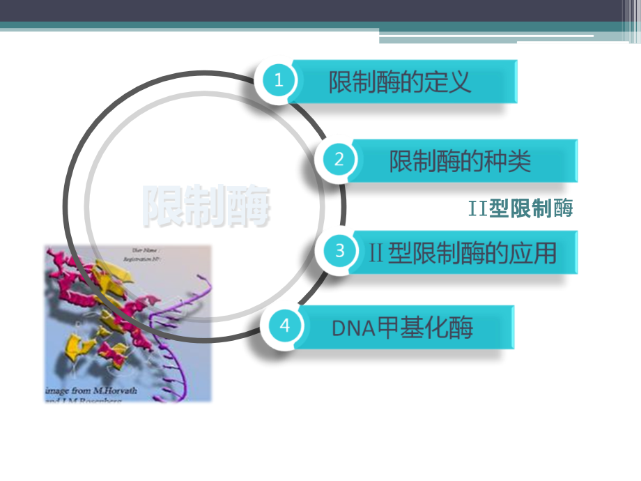 新版限制性内切酶原理.pptx_第2页
