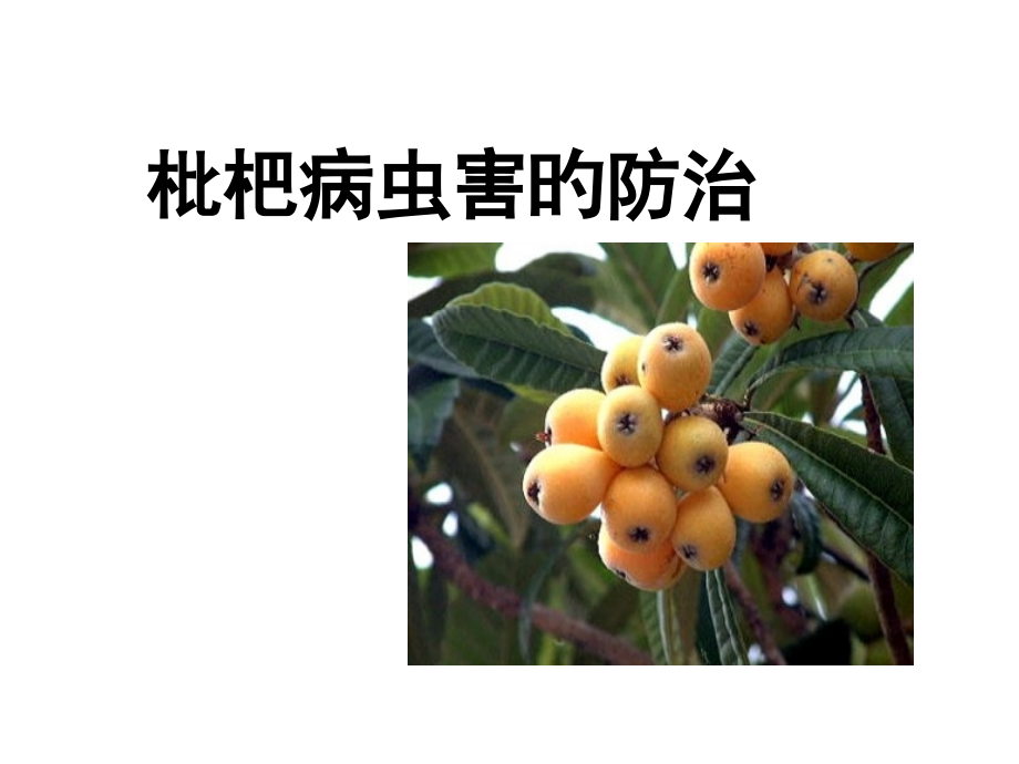 枇杷病虫害的防治专家讲座.ppt_第2页