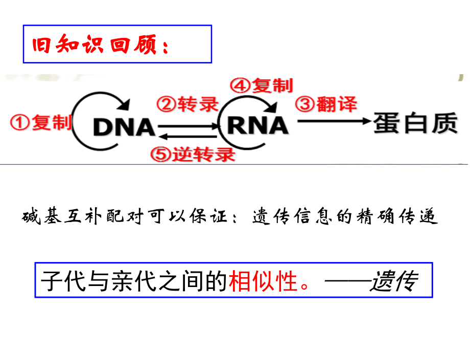 (复习)基因突变和基因重组(公开课).ppt_第2页