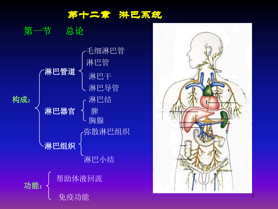 脉管系统淋巴系.pptx_第1页