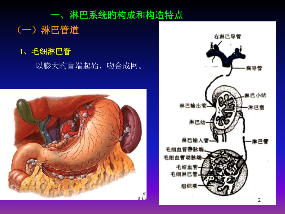 脉管系统淋巴系.pptx_第2页