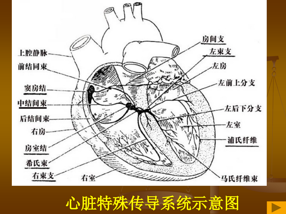 异常心电图的识别.pptx_第2页