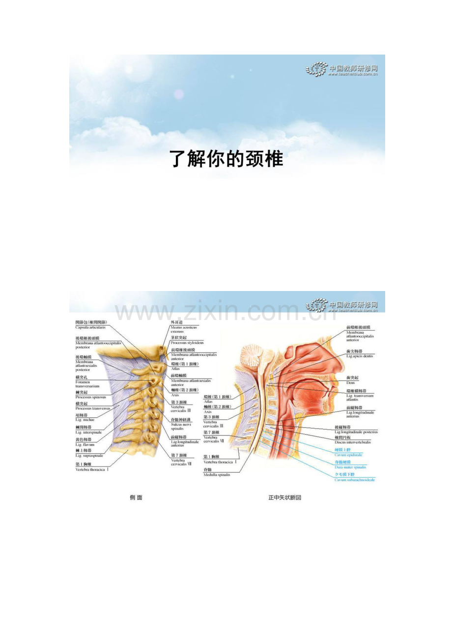了解你的颈椎.docx_第1页