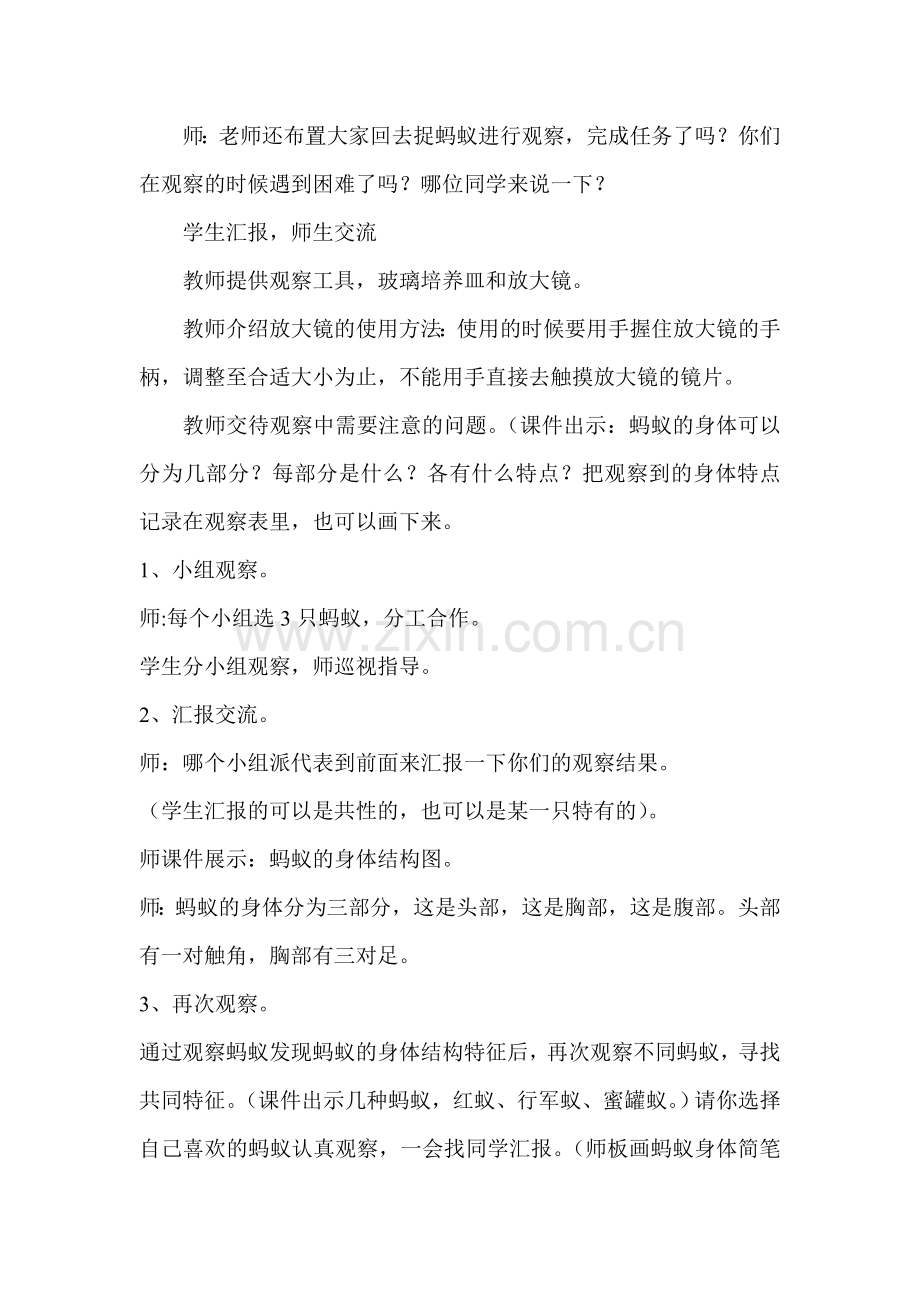 青岛版科学三年级下册《蚂蚁》教学设计.doc_第2页