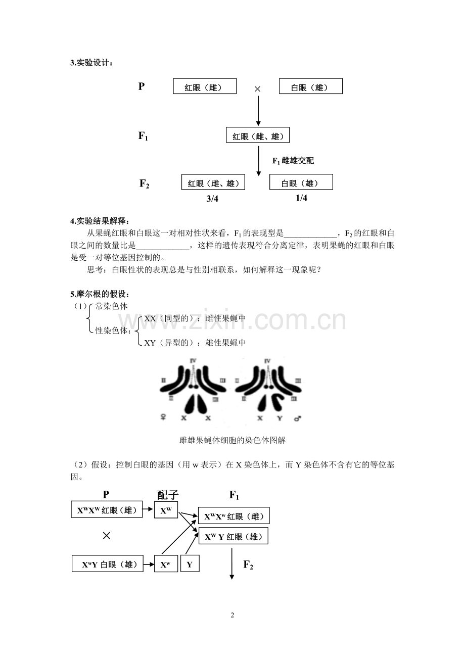 第二章第二节 基因位于染色体上学案.doc_第2页