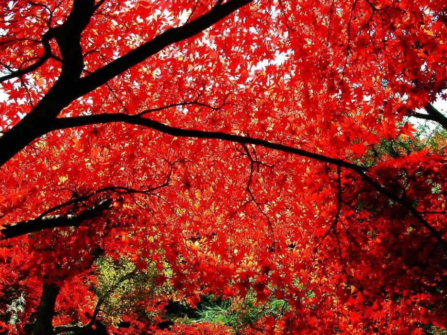 秋天的公园新版.ppt_第2页