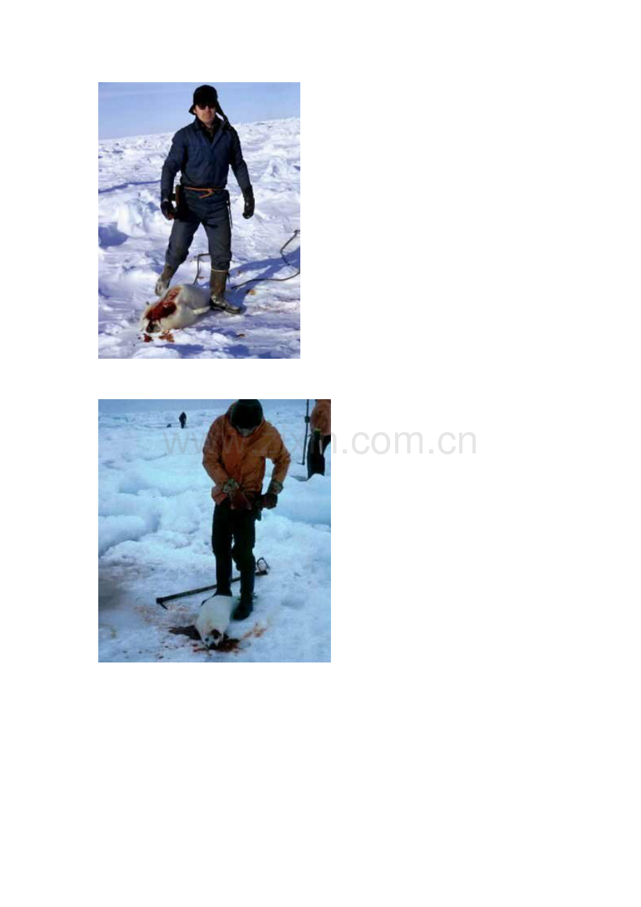 海豹寄给人类的一封信.doc_第2页