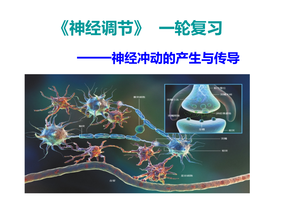 《神经调节》++一轮复习（共20张）.ppt_第1页