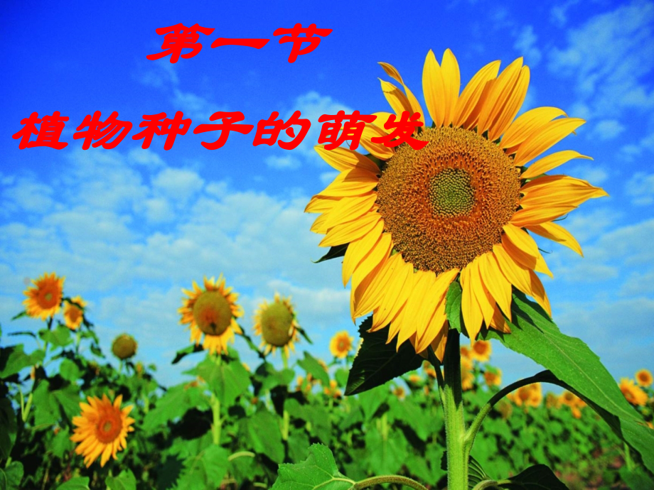 苏教版生物七年级上__植物种子的萌发.ppt_第1页