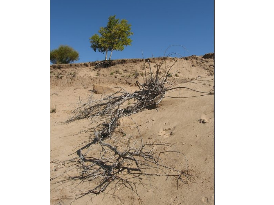 青山不老 (2).ppt_第1页