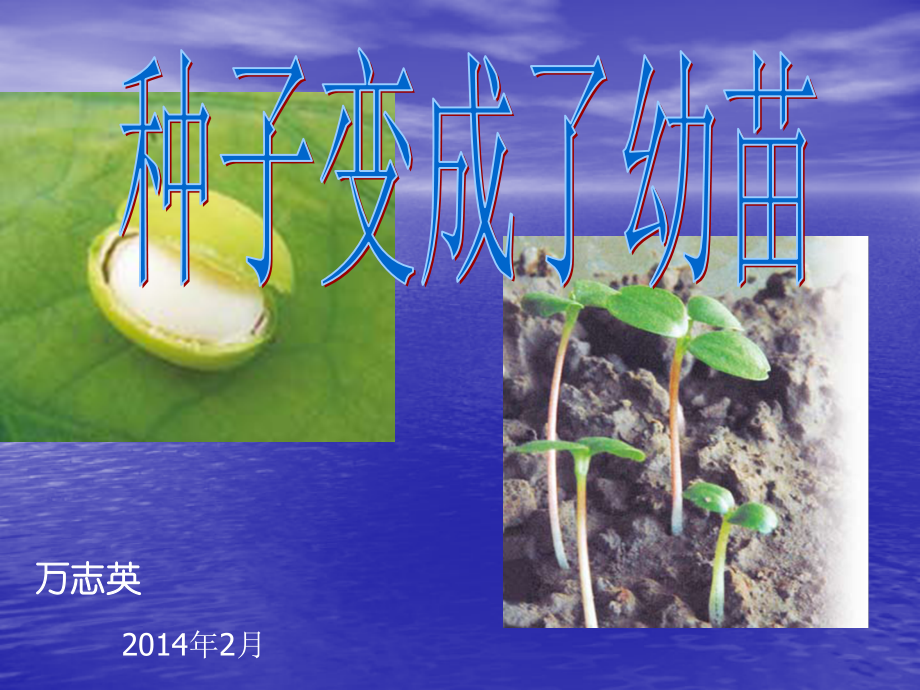 三科下册《第4课、种子变成了幼苗》课件(1).ppt_第1页