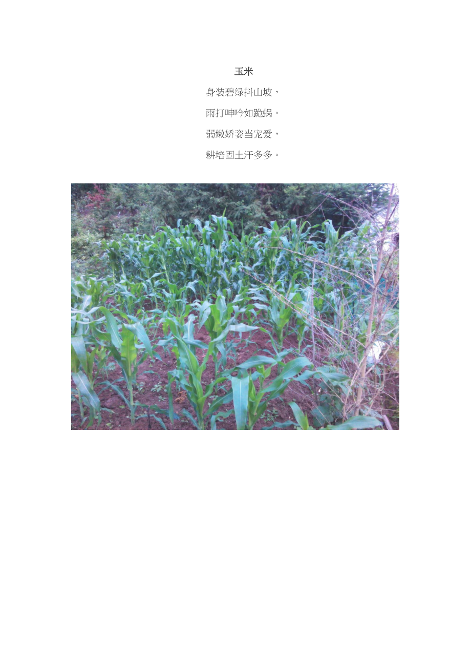 红装绿装古诗两首.docx_第2页
