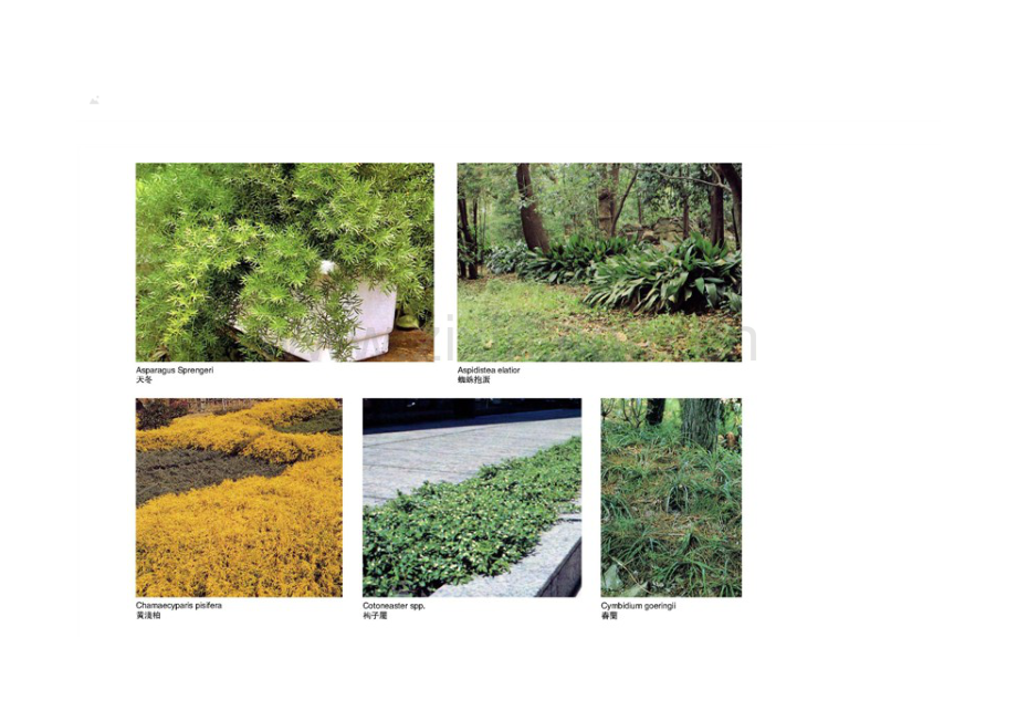 北方植物全篇.doc_第2页