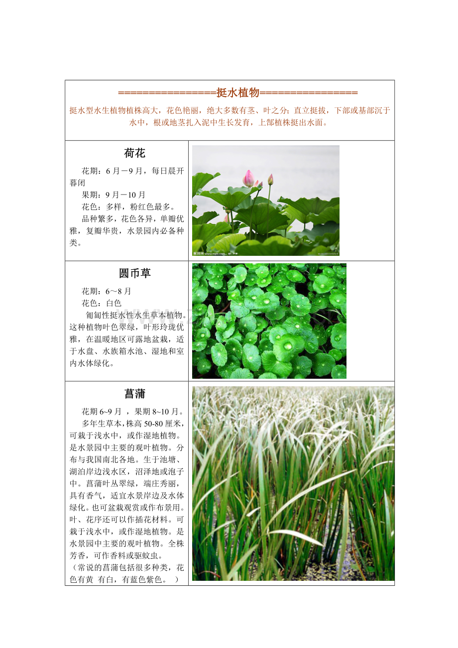 岭南地区常见的植被.doc_第1页