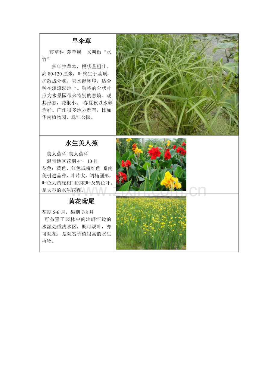 岭南地区常见的植被.doc_第2页