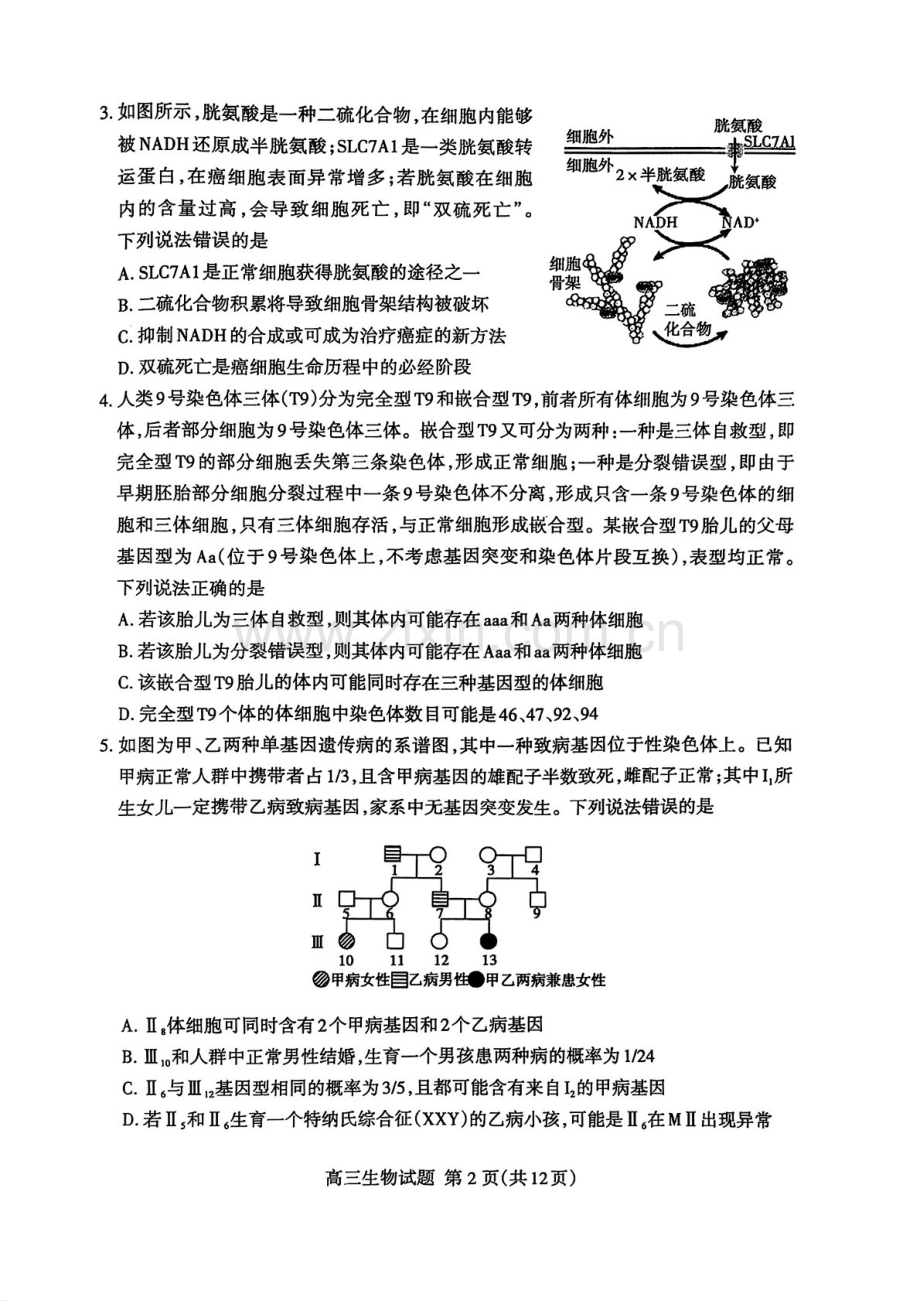 2025届山东省泰安市高三下学期第一次模拟-生物试题（学生版）.docx_第2页