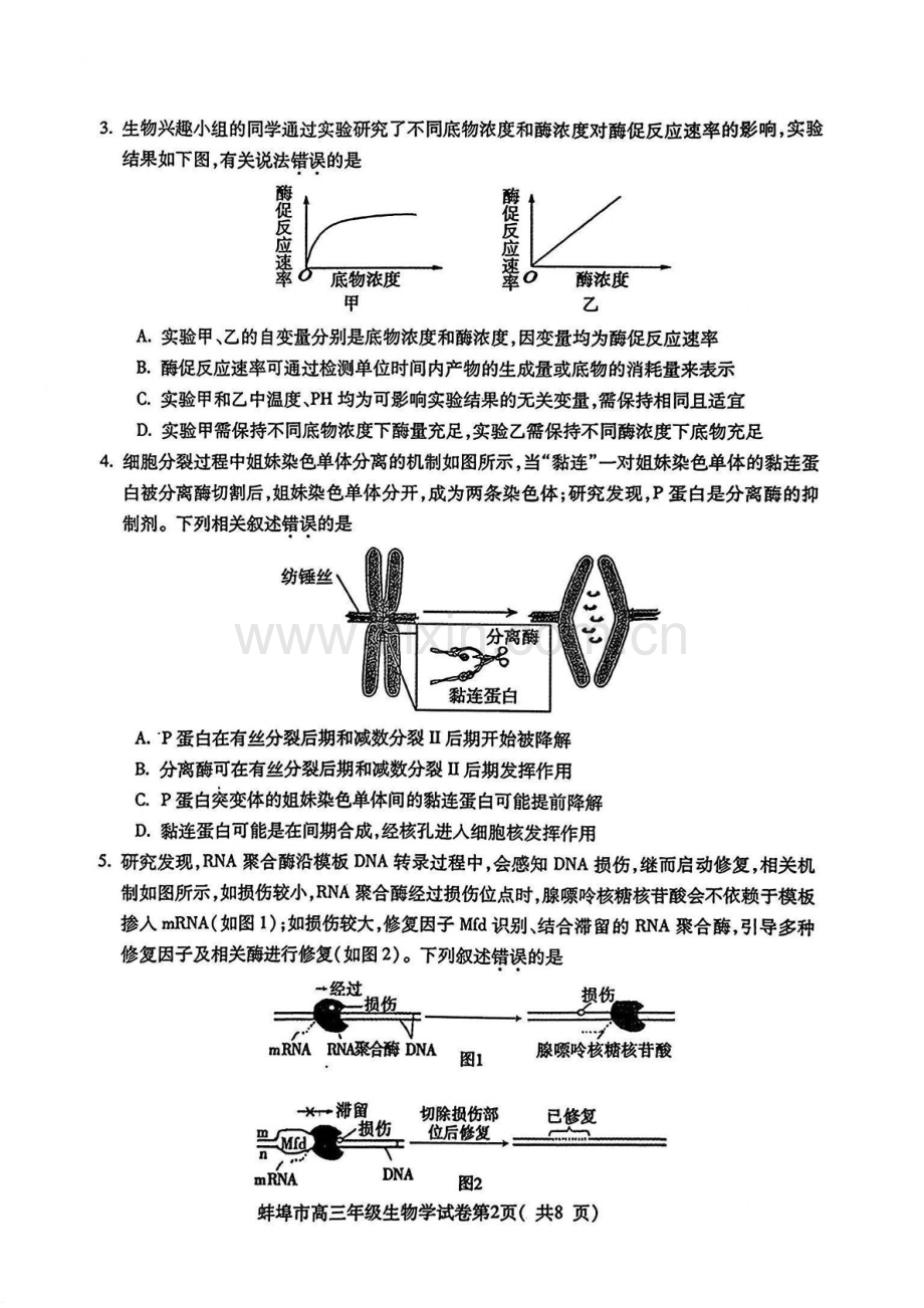 安徽省蚌埠市2025届高三年级上学期第一次教学质量考试-生物试卷（含答案）.docx_第2页