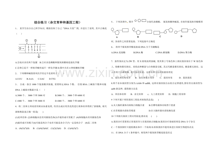 综合练习杂交育种和基因工程.doc_第1页