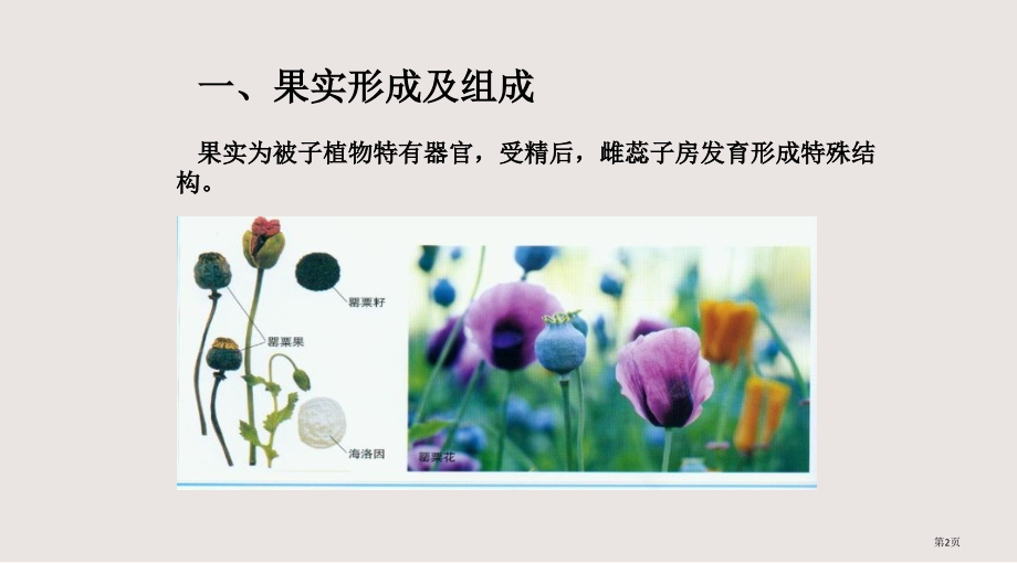 三年级下科学果实和种子1苏教版.pptx_第2页